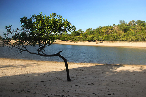 Árvore nativa na Lagoa do Caxambu na época de seca - Alter do Chão - 