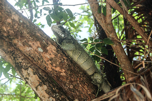 Iguana na Ilha do Amor - Alter do Chão - 