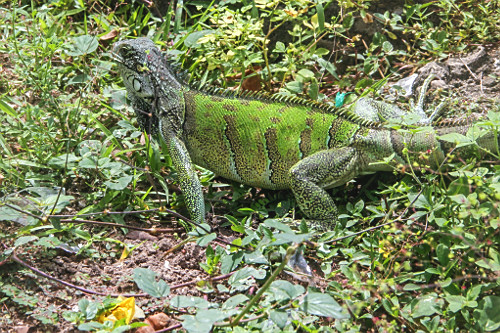 Iguana comendo plantas - Alter do Chão -