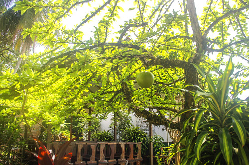 Cuiarana com fruto - 