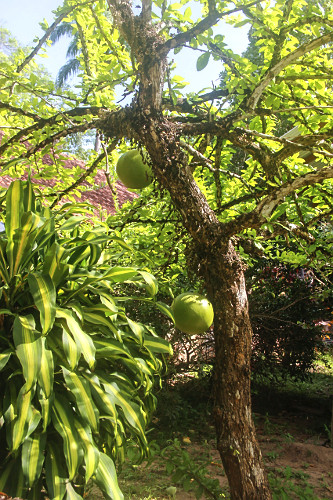 Cuiarana com frutos - 