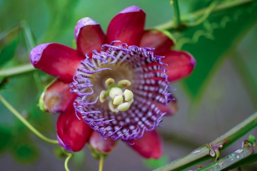 flor de maracujá | Pulsar Imagens | Banco imagens do Brasil
