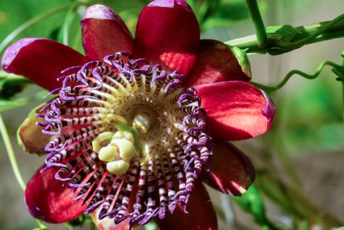 flor maracujá | Pulsar Imagens | Banco imagens do Brasil