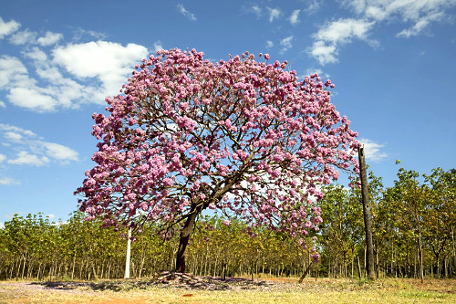 AYAPIN89ページ ipê de flor roxa | Pulsar Imagens | Banco imagens do Brasil