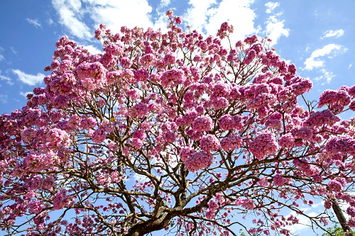 ipê de flor roxa | Pulsar Imagens | Banco imagens do Brasil