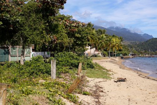Jundu - vegetação de restinga nativa na orla da Praia do Perequê