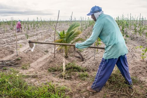 Indígena da Aldeia Três Rios da etnia Potiguar roçando plantação de inhame