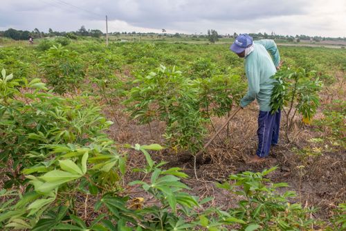 Indígena da Aldeia Três Rios da etnia Potiguar roçando plantação de mandioca