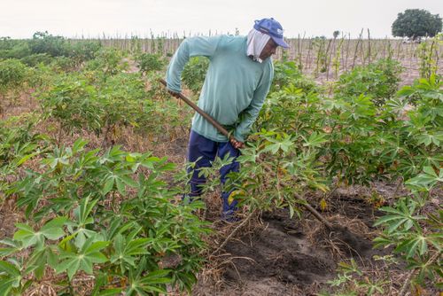 Indígena da Aldeia Três Rios da etnia Potiguar roçando plantação de mandioca