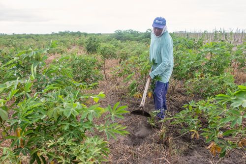 Indígena da Aldeia Três Rios da etnia Potiguar roçando plantação de mandioca