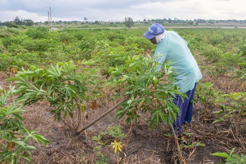 Indígena da Aldeia Três Rios da etnia Potiguar roçando plantação de mandioca