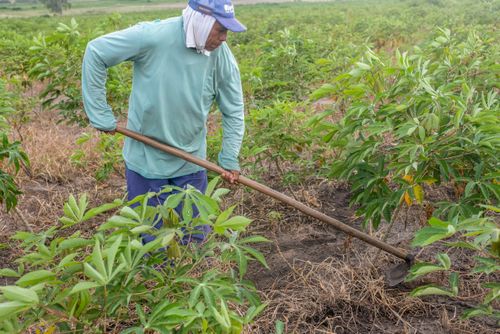 Indígena da Aldeia Três Rios da etnia Potiguar roçando plantação de mandioca