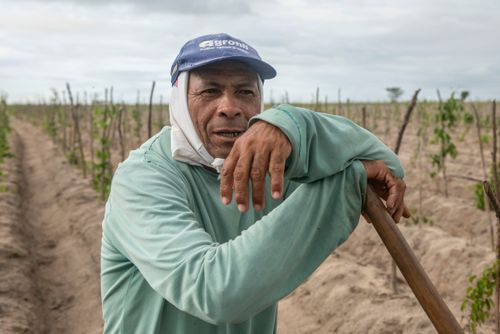 Indígena da Aldeia Três Rios da etnia Potiguar em plantação de inhame