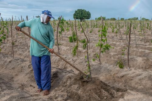 Indígena da Aldeia Três Rios da etnia Potiguar roçando plantação de inhame