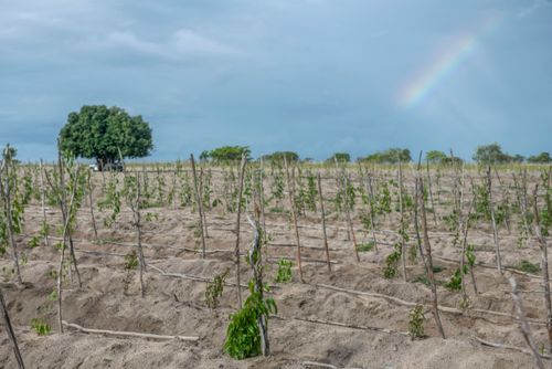 Plantação de inhame na Aldeia Três Rios da etnia Potiguar 