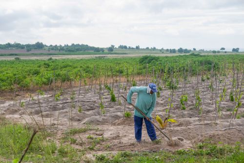 Indígena da Aldeia Três Rios da etnia Potiguar roçando plantação de inhame