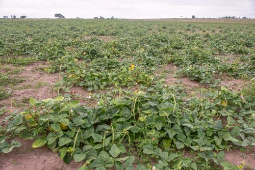 Plantação de feijão verde na Aldeia Três Rios da etnia Potiguar 