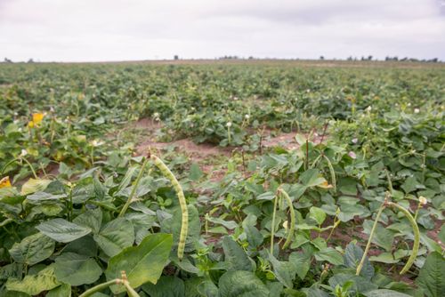 Plantação de feijão verde na Aldeia Três Rios da etnia Potiguar 