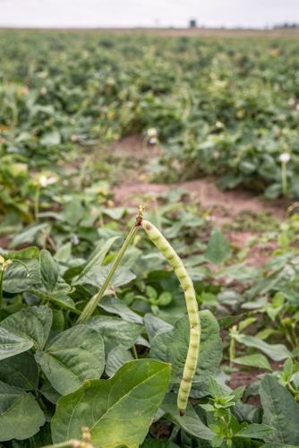 Plantação de feijão verde na Aldeia Três Rios da etnia Potiguar 