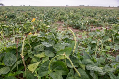 Plantação de feijão verde na Aldeia Três Rios da etnia Potiguar 