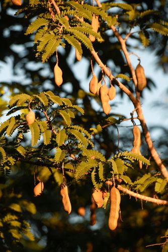 Tamarindeiro com frutos - Tamarindus sp - espécie exótica