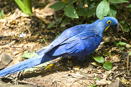 anodorhynchus hyacinthinus | Pulsar Imagens | Banco imagens do Brasil