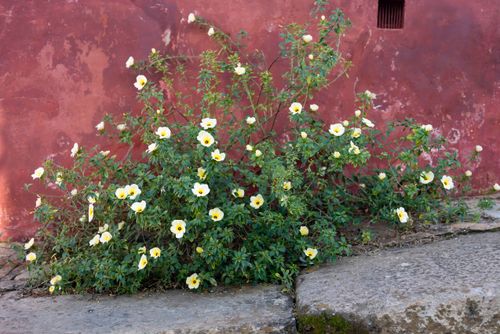Flor popularmente conhecida como boa noite - chanana - onze horas ou flor-do-Guarujá crescendo em calçada