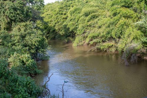 Mata ciliar no Rio das Mortes