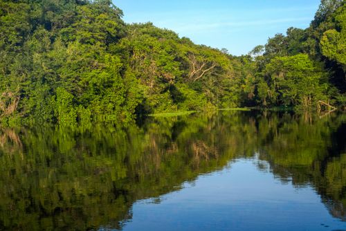 Floresta amazônica na margem do Braço do Paraná do Mira