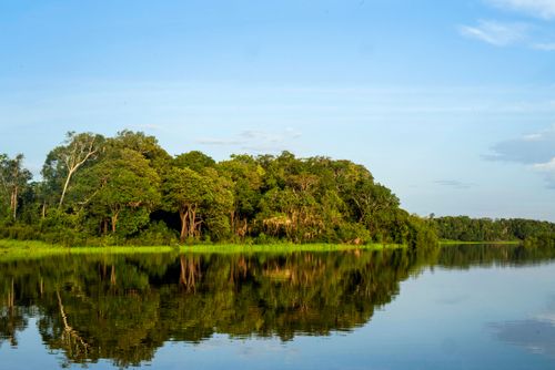 Floresta amazônica na margem do Braço do Paraná do Mira