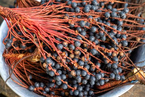 Cacho com frutos da palmeira bacaba também denominada bacaba-açu