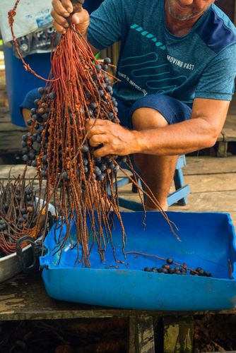 Pessoa debulhando frutos do cacho da palmeira bacaba também denominada bacaba-açu