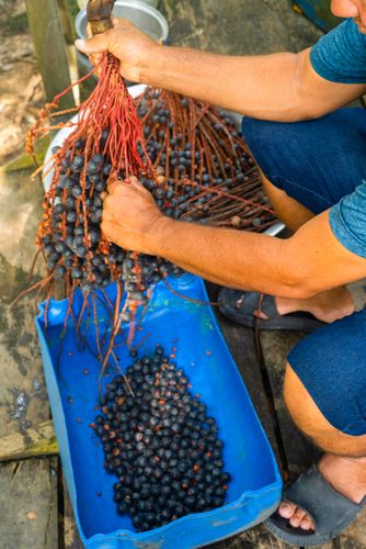 Pessoa debulhando frutos do cacho da palmeira bacaba também denominada bacaba-açu