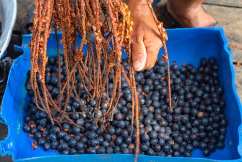 Pessoa debulhando frutos do cacho da palmeira bacaba também denominada bacaba-açu