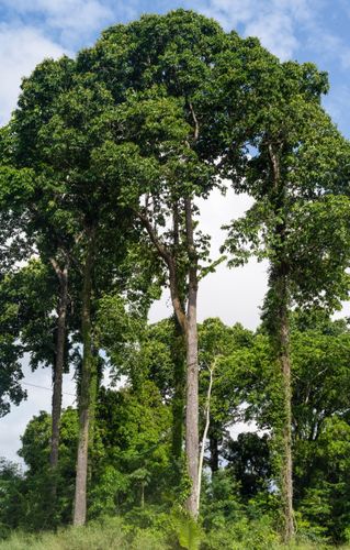 Castanheira 