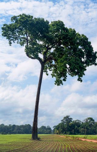 Castanheira 