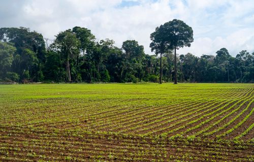 Plantação de soja em fase inicial de broto