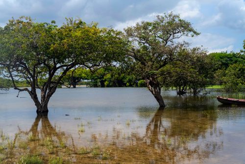 Igarapé de Jamaraquá - FLONA Floresta Nacional do Tapajós