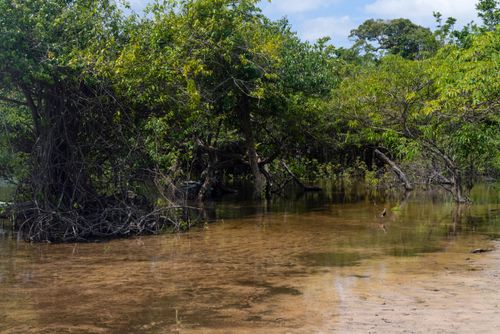 Floresta amazônica e Igarapé de Jamaraquá - FLONA Floresta Nacional do Tapajós