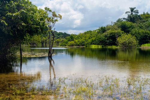 Igarapé de Jamaraquá - FLONA Floresta Nacional do Tapajós