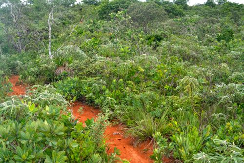 Vegetação de cerrado no Parque Nacional da Chapada dos Guimarães 