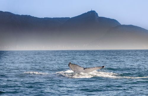 Baleia jubarte passando pelo Rio de Janeiro rumo a Abrolhos