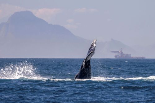 Baleia jubarte passando pelo Rio de Janeiro rumo a Abrolhos
