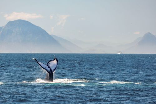 Baleia jubarte passando pelo Rio de Janeiro rumo a Abrolhos