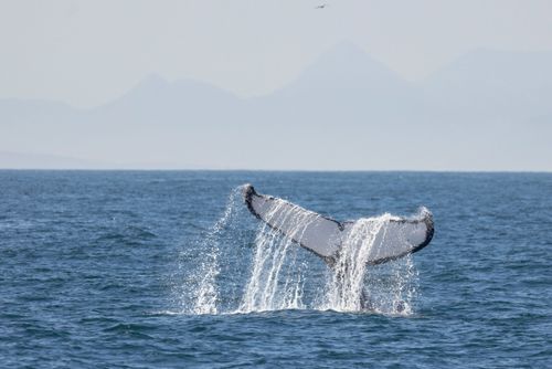 Baleia jubarte passando pelo Rio de Janeiro rumo a Abrolhos
