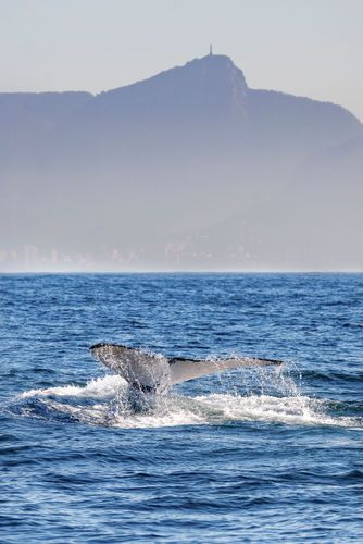 Baleia jubarte passando pelo Rio de Janeiro rumo a Abrolhos