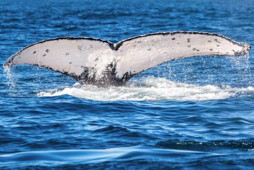 Baleia jubarte passando pelo Rio de Janeiro rumo a Abrolhos