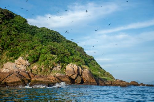 Fragatas sobrevoando a Ilha Grapirá - Parque Nacional Marinho das Ilhas dos Currais - bioma marinho costeiro