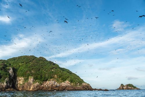 Fragatas sobrevoando a Ilha Grapirá - Parque Nacional Marinho das Ilhas dos Currais - bioma marinho costeiro