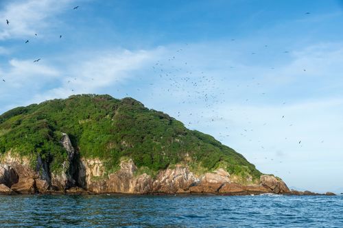 Fragatas sobrevoando a Ilha Grapirá - Parque Nacional Marinho das Ilhas dos Currais - bioma marinho costeiro